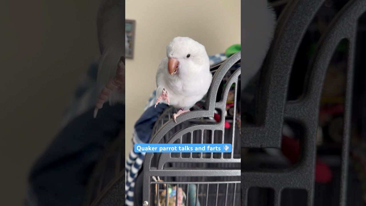 Quaker parrot talks & farts 