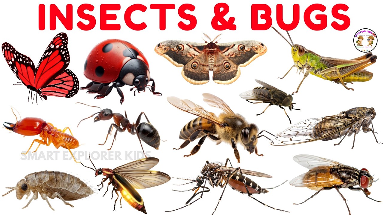 30 Insects & Bugs names in English for Kids 🐞 | STEM Early Learning ...