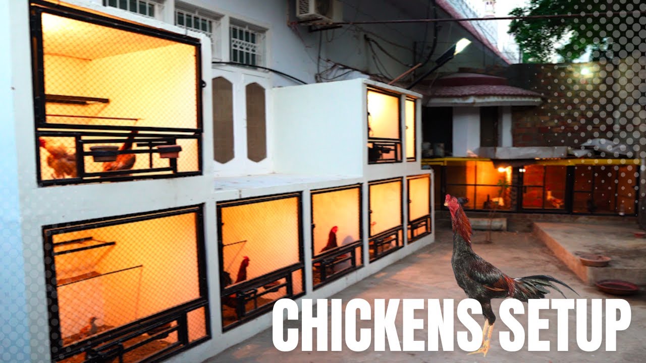 DIY Chicken Coop Setup and Tour Home Poultry Farming YouTube