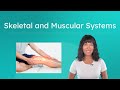 Exploring The Human Skeletal And Muscular Systems In Motion