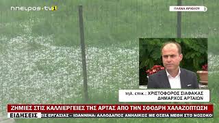 ΖΗΜΙΕΣ ΣΤΙΣ ΚΑΛΛΙΕΡΓΕΙΕΣ ΤΗΣ ΑΡΤΑΣ ΑΠΟ ΤΗΝ ΣΦΟΔΡΗ ΧΑΛΑΖΟΠΤΩΣΗ
