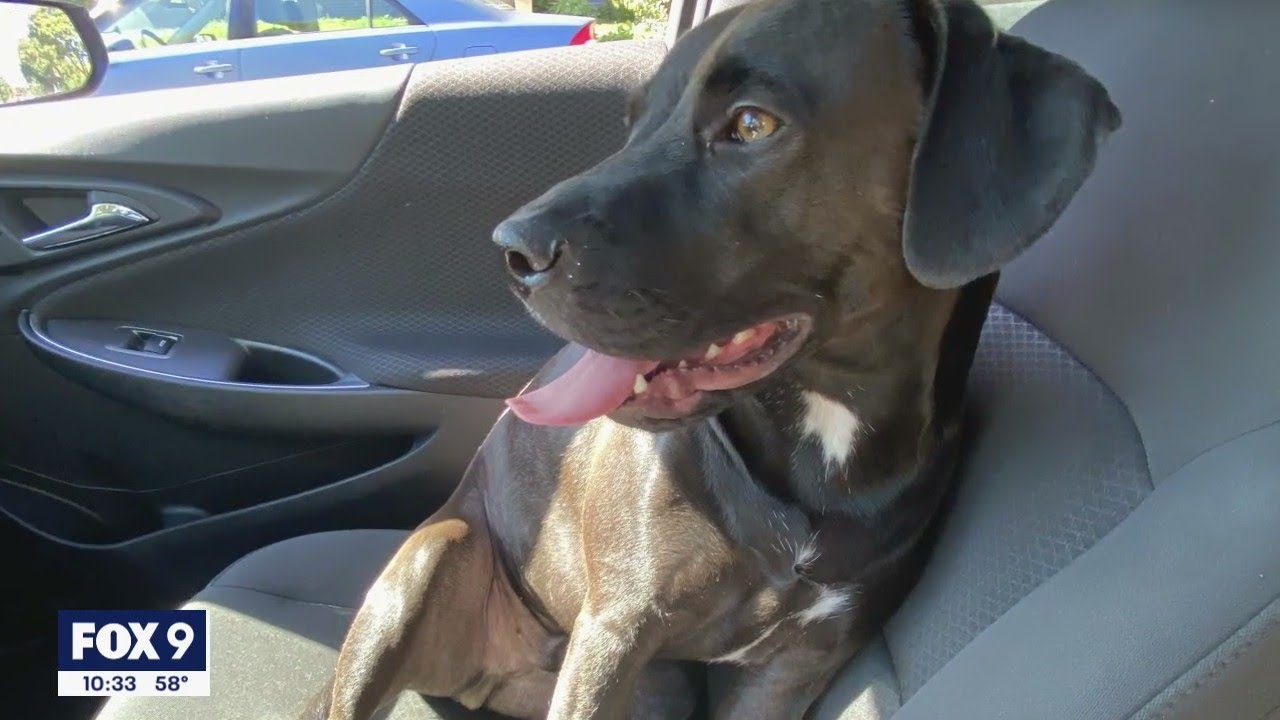 Owner desperately searching after dog is stolen in Richfield | FOX 9 ...