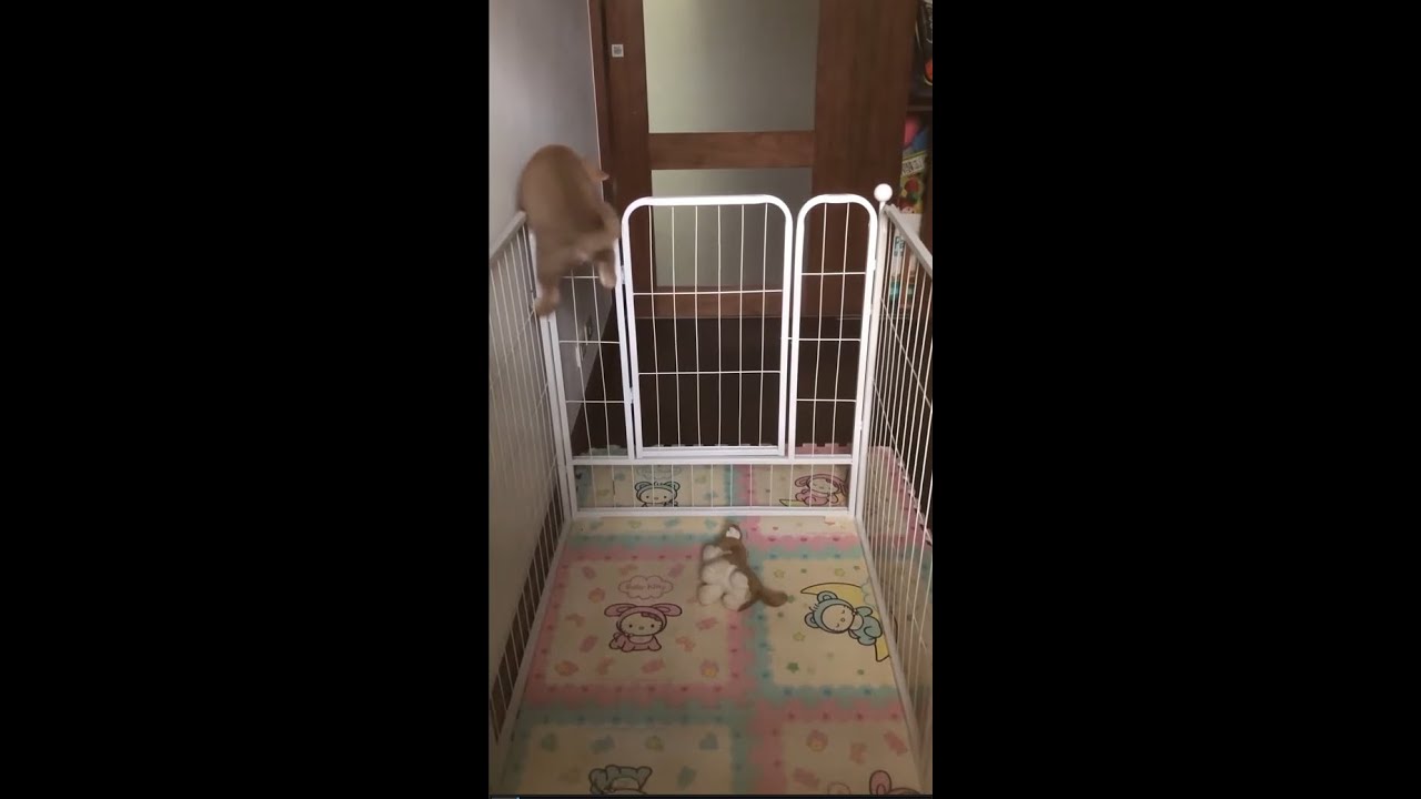 Funny Dogs in Action!