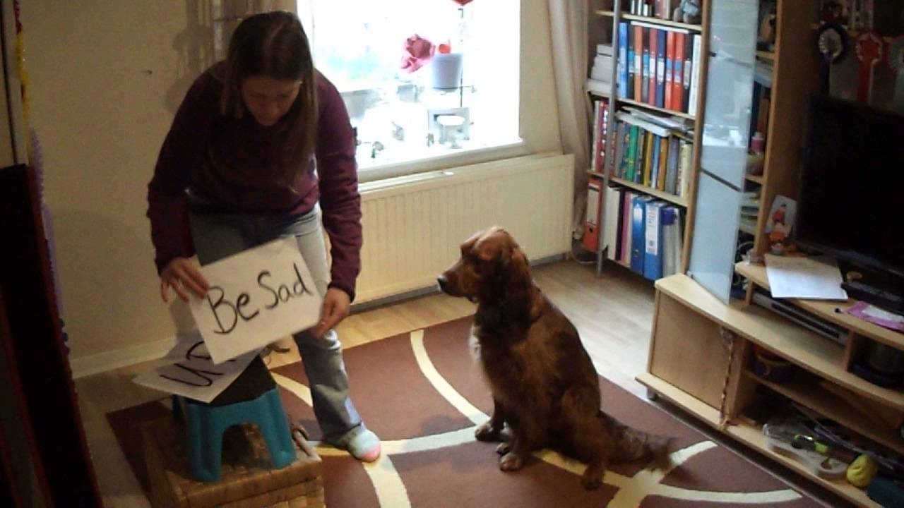 My Dog Can Read - YouTube