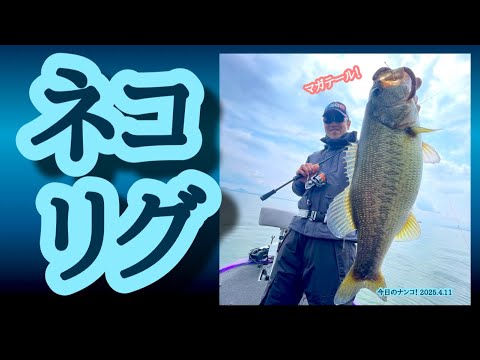 【今日のナンコ！2025.4.11】ネコリグ【琵琶湖バス釣り】