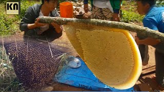Primitive Technology : Wild & Dangerous Honey Bee Hunting in Kayan Land, Myanmar