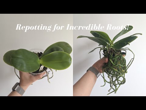 My project to get my rootless orchid it's roots back has begun showing  promise! Suddenly there's 5 roots in total. Just a little worried about the  black spots on it : r/orchids