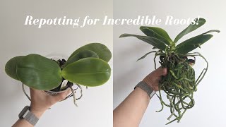 How to Get Amazing Orchid Roots Using Sphagnum Moss | Difficult Repot  Before & After 1.5 Years