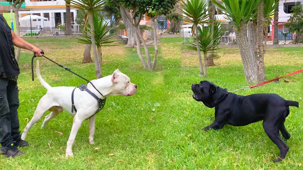 Dogo Argentino frente a Cane corso, Dóberman, Rottweiler, Pastor alemán 🤷‍♂️