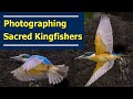 Photographing Sacred Kingfishers – Nikon Z6II and Nikon 200-500mm f5.6