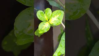 #myminigarden #peace #happiness #greenary #mylove #plants #leafart #leafs #love #gardening