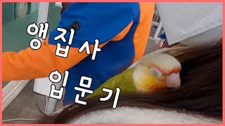 [앵무새분양받기] 첫 분양부터 이유식 먹여보기 / 천 만원이 넘는 앵무새가 있다?