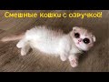 Смешные кошки и коты с озвучкой - ЛЮТЫЕ ПРИКОЛЫ, лучшее за 2020 год