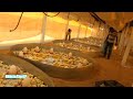 broiler poultry farm full business information / Detailed Processing method