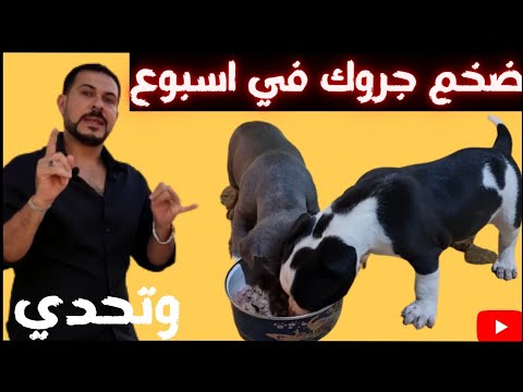 تضخيم الجرو في اسبوع طريقه تضخيم الجرو السليمه