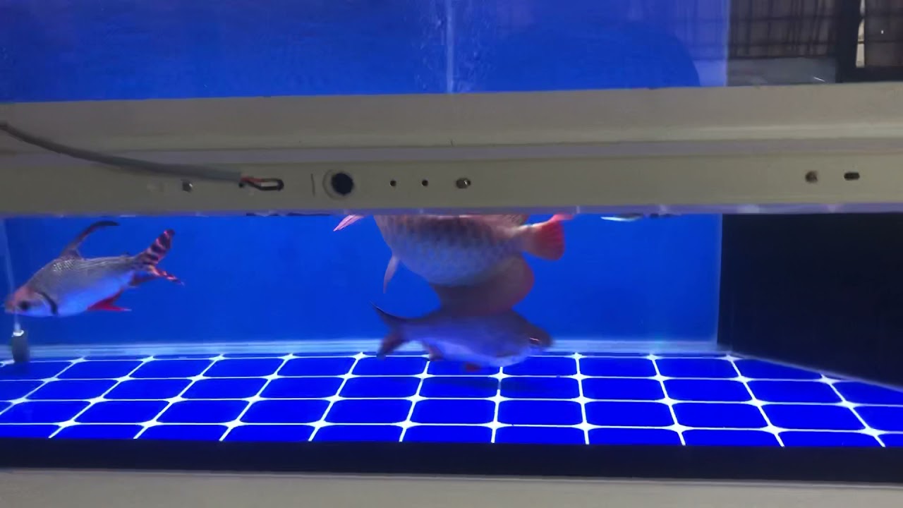 Arowana SUPER RED size 13inch..tanning pll warm white 110watt..