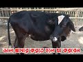 শীতের দিনে কি করলে গরু সুস্থ থাকবে