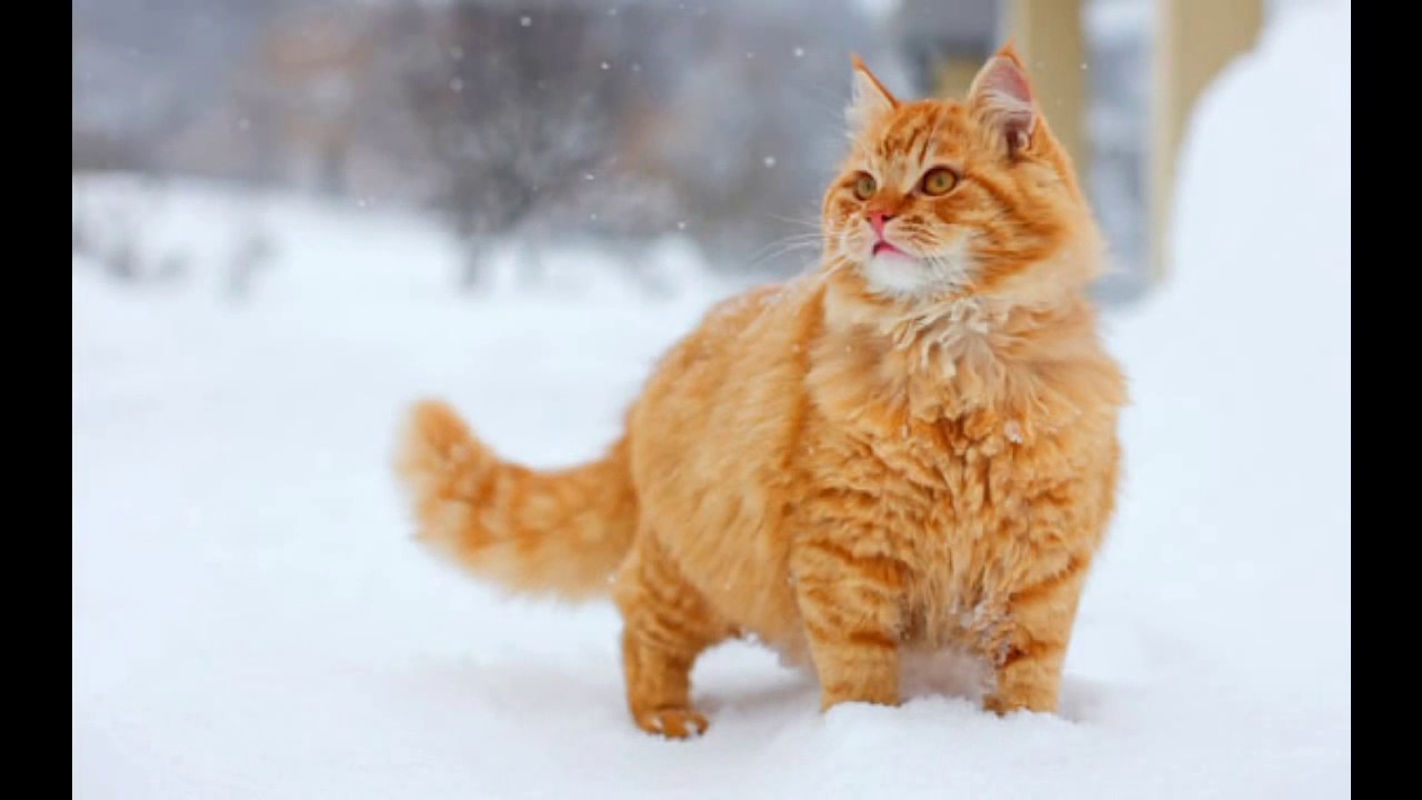 Sevimli Kedi Resimleri YouTube