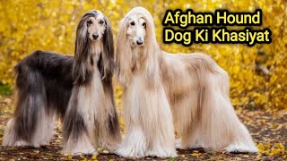 Afghan Hound Dog Ki Khasiyat | HR Bala Ji Dairy Farm || dog afghanhound