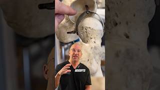 Largest Ball-and-Socket Joint #shorts