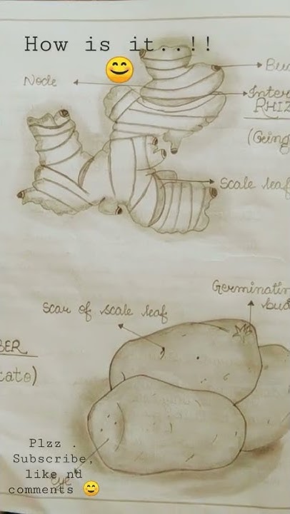 How to draw Modification of adventitious roots nd Modification of stem ...
