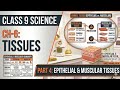 Animal Tissues &amp; Epithelial Tissue Explained | Class 9 Science Ch 6 | NCERT Biology #biology #tissue