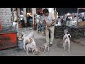 bezubaan kiSeva bejuban ki awaaz street dog animal prayagraj