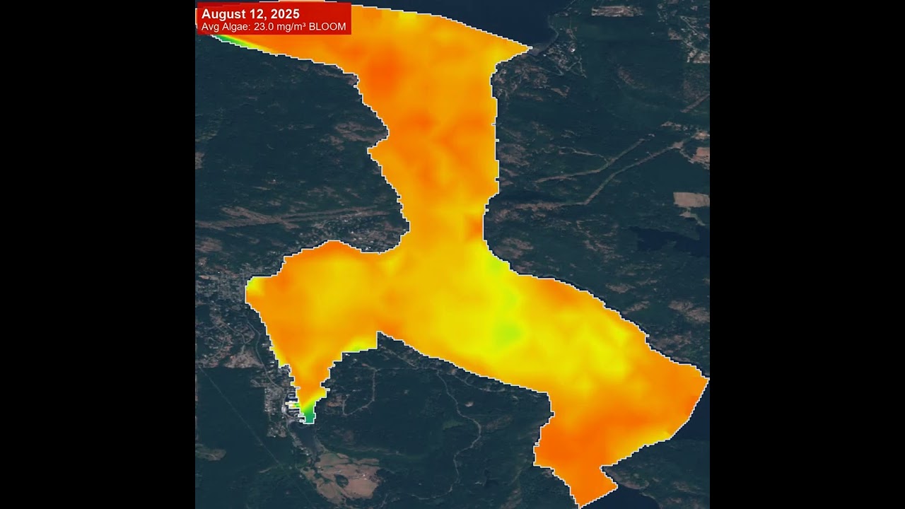 Algae Bloom Tracking: Maple Bay 2025 Weekly Satellite Analysis