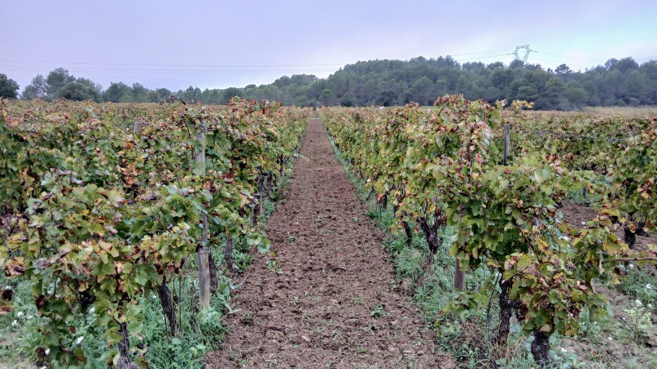 Priče iz vinograda - SETVA ZELENOG POKRIVAČA