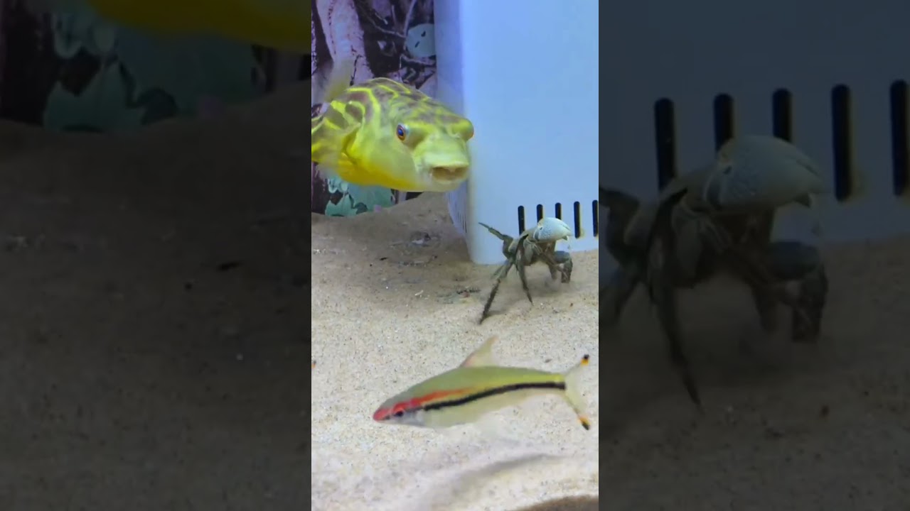 Zebra dog head, Amazing Fish, 