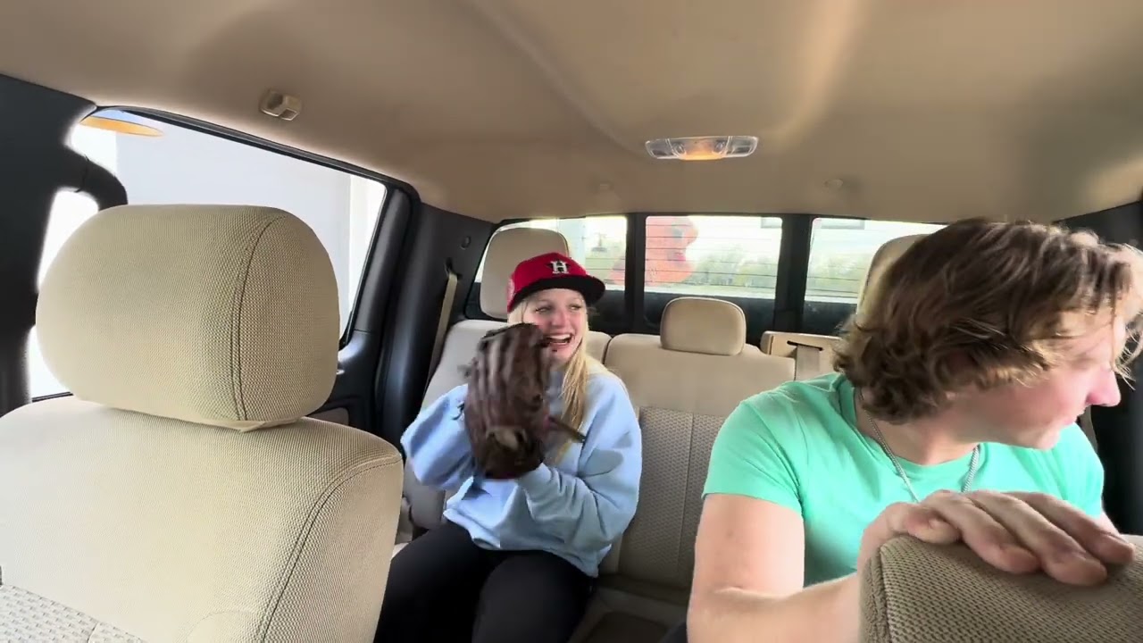 Cretaceous Island (A Jurassic Park Parody)