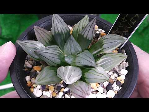 アトロフスカミュータント錦 ハオルチア 多肉植物 hqdefault.jpg
