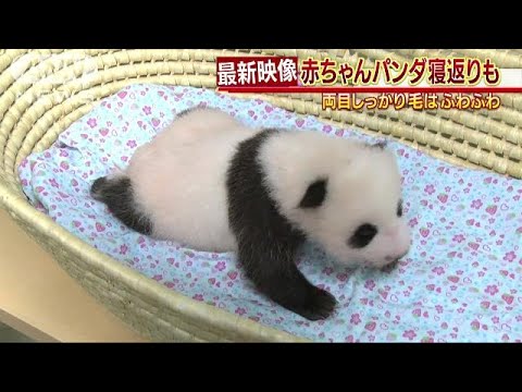 赤ちゃんパンダ フワフワの毛に 体重も2 3キロ 17 08 02 Youtube