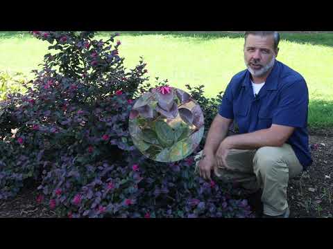 Chinese fringe flower (Loropetalum chinense) - Plant Identification