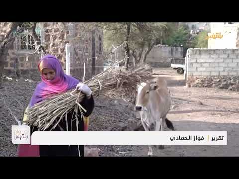 ريفيات في تعز ينجحن في مشروع صناعة منتجات الألبان من حليب الأبقار | تقرير: فواز الحمادي