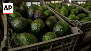 Why Mexico avocado exports to the US have once again been stopped