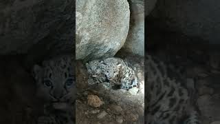 💕高原上的雪豹宝宝！Snow Leopard Baby #Animal 【跟着图尔去旅行】