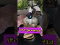 دستورات ورودیه به سال ۱۴۰۴ دستورات ورودیه به سال ۱۴۰۴