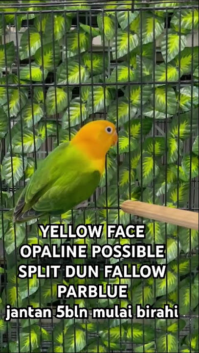 YELLOW FACE OPALINE POSSIBLE SPLIT DUN FALLOW PARBLUE jantan 5bln mulai birahi #lovebirds