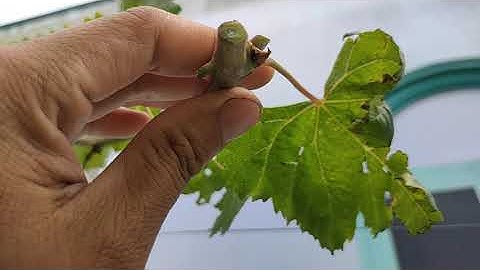 Cắt Tạo Cành Cấp 2 Cho Cây Nho! Kỹ Thuật Cắt Tạo Cành Nho! Vườn Nho Phước Lập! Zalo:0986943566