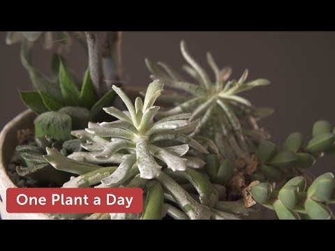वीडियो: सेरास्टियम सिल्वर कार्पेट: गर्मियों के पौधों में बर्फ कैसे उगाएं