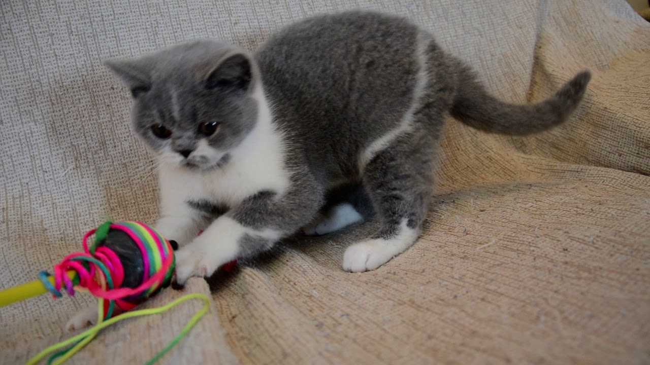 GR* OASIS OF THE CAT Narnia ,blue white British princess