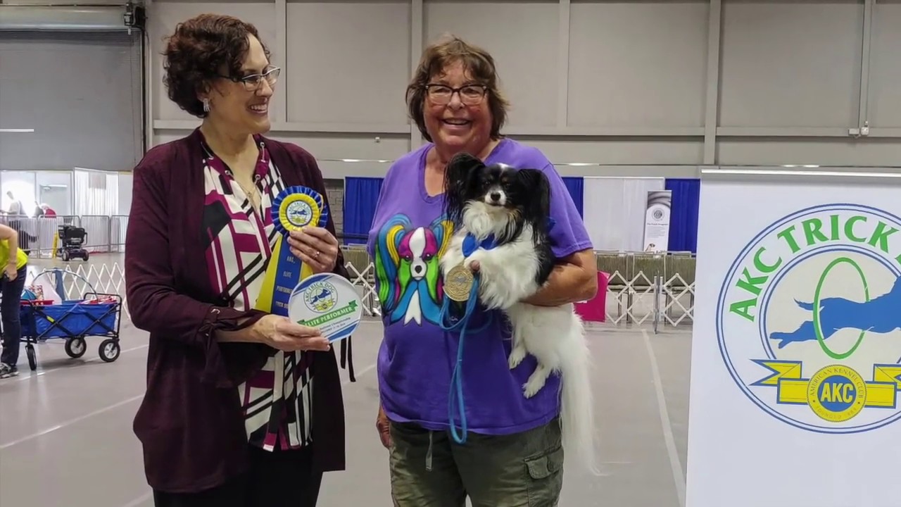 AKC Trick Dog Elite Performer Routine Papillon YouTube akc-trick-dog-elite-performer-routine-papillon-youtube