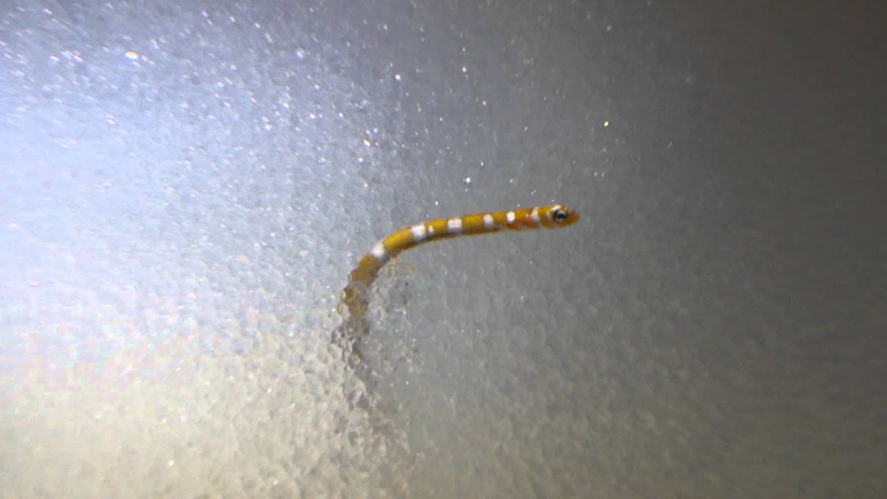 透明な砂の中にいるニシキアナゴ Youtube