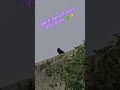 Kuhu Kuhu… pure nature vibes 🌿🐦 #youtube #shortfeed #viral #cuckoo #birds #trending #viralvideo