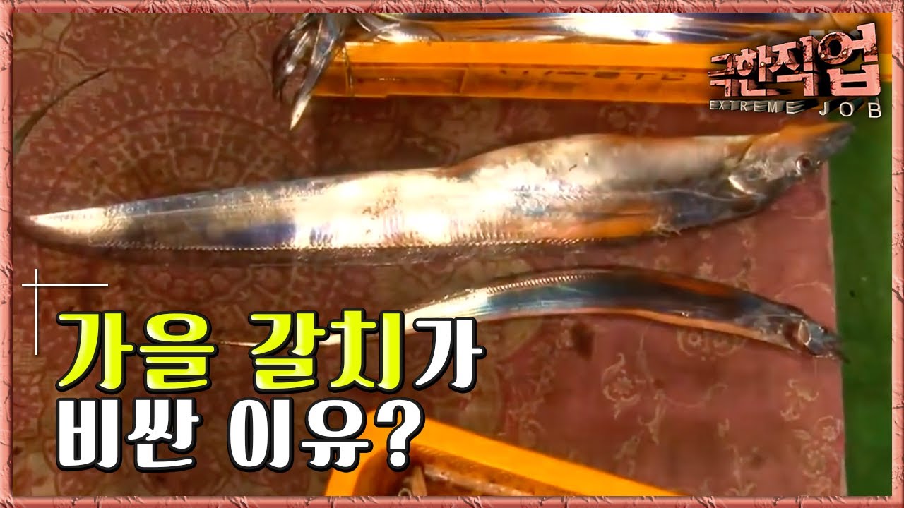 극한직업 - Extreme JOB_가을 갈치잡이-1부_#003