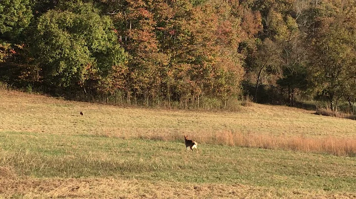 German Shepherd protects farmer from Coyote part 3