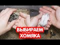 Джунгарские хомяки 22-28 дней. Выбираем какого хомячка оставим себе