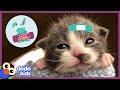 All Better Bagel — Little Kitten Gets Huge Party When She Finally Grows | All Better | Dodo Kids