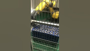 Industrial robots need to use vision systems to calculate product coordinates